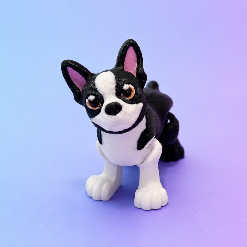 Boston Terrier